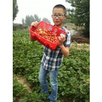 ա¼רòݮ磬ݮ۸񣬲ݮֱ
