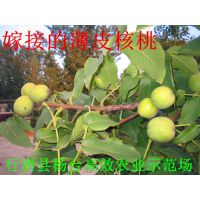 ϵҼ޽