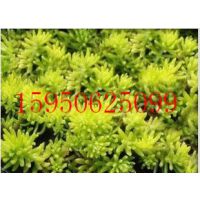 ���۽�Ҷ��ײ��ݶ��̻� 4.5Ԫһ�� ����ֱ���ƽ��ײ�ƺ