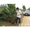 供应绿化苗木-紫荆，别名满条红，独杆紫荆，丛生紫荆