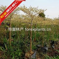 供应锦叶榄仁,花叶榄仁假值苗