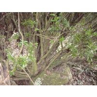 【供应丛生黄柏三棵针大树5万棵图片】