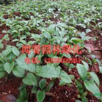 供应桂花种子丹桂种子金桂种子沙藏桂花种子桂花种子种植方法***批发
