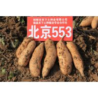кҵ޹˾ӦƷֱ553Ѷ