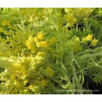 ���۽�Ҷ��ײ��ݶ��̻� 4.5Ԫһ�� ����ֱ���ƽ��ײ�ƺ