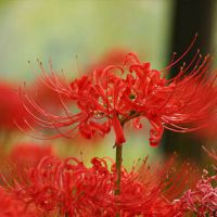 红色彼岸花种球盆栽又称曼珠沙华 红花石蒜球根 价 价格 厂家 中国供应商