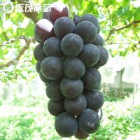 葡萄苗木基地直销藤稔葡萄苗/乒乓葡萄苗 嫁接高规格葡萄苗种苗