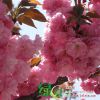 ӦձҶӣ Ҷӣ ձӣ ӣ ľɻ