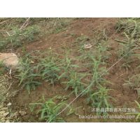 供应【春天***】皂角种子价格 皂荚种子 皂角树籽 皂角种子种植技术