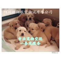 Ӧɶ˵쵽֦