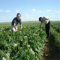 供应2015如何种植土豆种子高产精品高峰土豆种子在线低价***