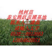 ѩ ѩǮһ ɽѩ