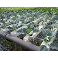 供应广东兰天兴农水培设备技术