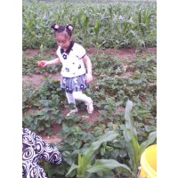 ա¼רòݮ磬ݮ۸񣬲ݮֱ