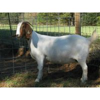 供应江苏天和生态农业供应波尔山羊/波尔山羊肉/波尔山羊苗/波尔山羊种羊
