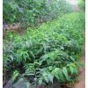 供应中熟桃树苗 中熟桃树苗 中熟桃树苗 中熟桃树苗 中熟桃树苗