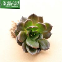 温馨e园 多肉植物 办公室桌面花卉 超值防辐射绿植盆栽 黑王子