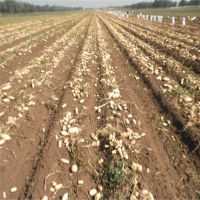 脱毒土豆种子批发价格2016农科院早熟土豆种子行情