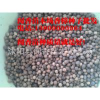 香樟树种子 香樟种子价格 香樟树种子供应商 种苗、种子、种球