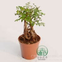 Ӧ߶ȣ18~23 ڷ:15~20 cm¶:0ͺ