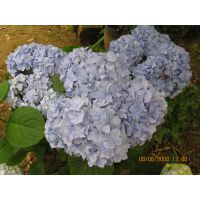 大量供应八仙花，绣球花，八仙绣球工程苗，八仙花小苗