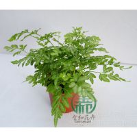 Ӧѩާ߶ȣ20~25 ڷ25~35cm¶:10治ͺ