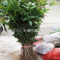 出售桂花苗 金桂 银桂 丹桂 四季桂 子桂 品种齐全 大小规格齐全