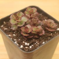 多肉植物 龙血景天小球玫瑰盆栽大棚 室内外绿色肉肉盆栽植物批发