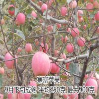 批发矮化寒富苹果苗 3年生寒富苹果苗价格