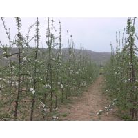 晚熟红富士苹果树苗 晚熟新红星苹果树苗 晚熟苹果树苗新品种