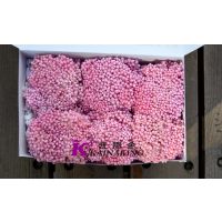 出口永生花米花头 供应优质保鲜花花材 云南凯娜金保鲜花 不带杆