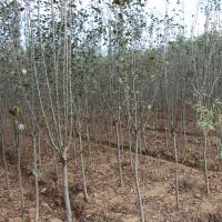 绿化苗木西府海棠 西府海棠树 名贵树苗 低价批发 大规格 量大优惠