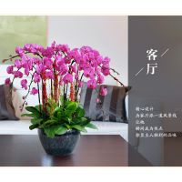 武汉新春节日绿植金桔，大型金钱橘盆栽，新年室内观果植物桔树盆栽