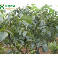 ½Ǻ磬ֲ