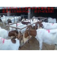 供应优良羊波尔山羊种苗 育肥小公羊小母羊 发情羊 怀孕羊 种公羊