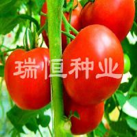 越夏西红柿种子*好的西红柿种子*进口西红柿种子*大红西红柿种子