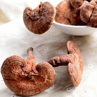 食药用灵芝 泰山赤灵芝 灵芝价格 冠县灵芝种植 灵芝种植技术指导 山东灵芝价格