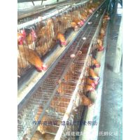 土鸡母苗***,  母鸡产蛋高 母鸡苗厂价直销