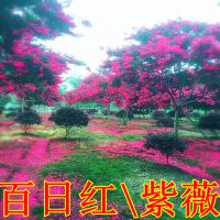 Gľ l(f)ռt r ɻ*** ľռt