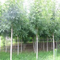 白蜡小苗基地 市场上优质的白蜡在哪里可以找到