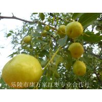 农家自摘山东鲜梨枣产地价格 果园直供