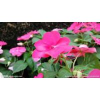 管理简单的【山东青州非洲凤仙价格】【非洲凤仙种植基地】