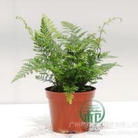 Ӧβާ,߶ȣ18~25 ڷ14~20cm¶:10治ͺ
