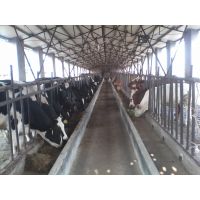 大小荷斯坦奶牛、荷斯坦奶牛、西门塔尔牛、优质种牛