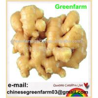 Ӧchinese fat fresh ginger