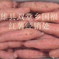 河北雄县上千万亩红薯基地供应全国的地瓜坊。