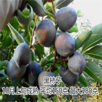 果树苗 嫁接柿子苗 壹棵树农业柿子苗价格优惠 成活率达*** 2年结果