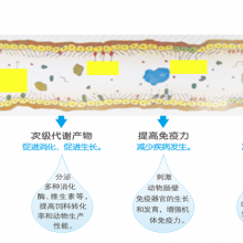 大型肉羊养殖场专用微生态制剂支持颗粒制料