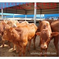 山东肉牛养殖场、改良肉牛犊价格、肉牛养殖饲养配方、养肉牛利润
