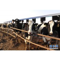 江苏镇江奶牛养殖效益分析 荷斯坦奶牛价格 奶牛一天能出多少牛奶